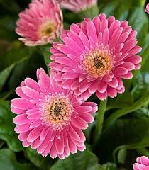 Image result for Gerbera