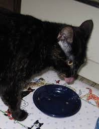 Homemade raw cat food by the total cat store made easy and affordable. How To Wean Your Cat Off Dry Food