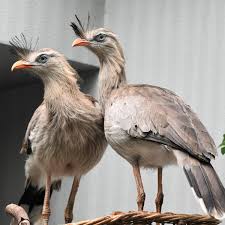 Image result for Sericorema