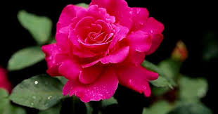 13 Gambar Bunga Ros Merah 10 Gambar Setangkai Bunga Mawar Gambar Top 10 Download Bunga Mawar Images Stock Photos Ve Bunga Menggambar Bunga Wallpaper Bunga