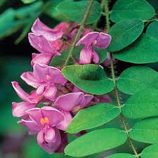 Image result for Robinia hispida