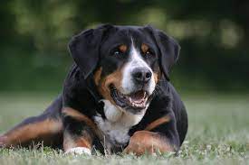 The breeds share a common heritage, probably derived from the mastiff or molossian dogs of the romans. Greater Swiss Mountain Dog Dog Breed Information