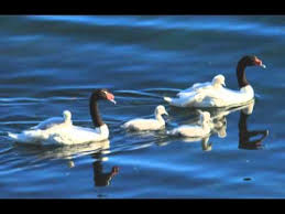 Résultat de recherche d'images pour "Basilio,Cisne Cuello Negro"