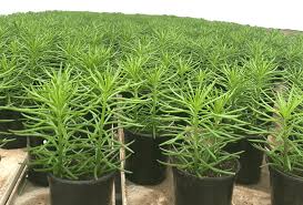 Image result for Senecio barbertonicus