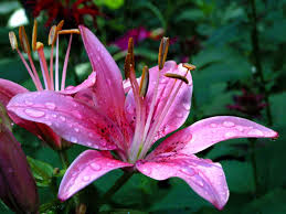 Beautiful bicolored flowers and foliage. Google Image Result For Http Free Photo Download Info Free Photo Downloads W Beautiful Flowers Hd Wallpapers Beautiful Pink Flowers Pretty Flowers Background
