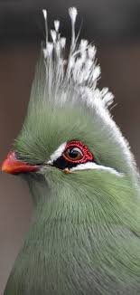 Get reviews, hours, directions, coupons and more for birds & animals unlimited at 63 reids hill rd, morganville, nj 07751. Pin On Bugs And Birds