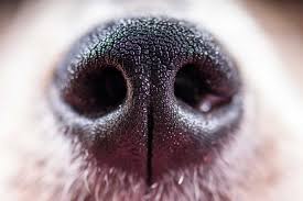 Image result for cow's only sweat glands are in its nose.