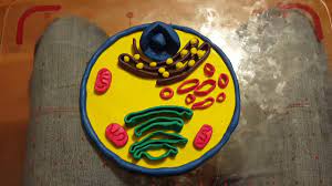 Maybe you would like to learn more about one of these? Clay Cell Model Youtube