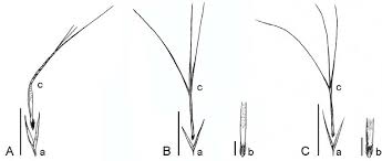 Image result for Stipagrostis hirtigluma