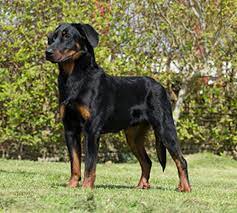 Read more about this dog breed on our beauceron breed information page. Beauceron Breeds A To Z The Kennel Club