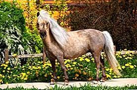 American miniature horse, eine pferderasse; Falabella Miniaturpferd 2021