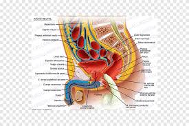Certains d'entre eux peuvent se transformer en cancer ; Colonoscopia Intestino Grueso Colon Sigmoide Colon Descendente Texto Habitacion Png Pngegg