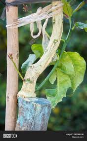 Facts & truth about israel. Agricultural Grafting Image Photo Free Trial Bigstock