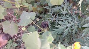 Image result for Abutilon hirtum