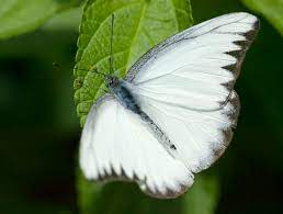 Mariposa Blanca Caracteristicas Significado Y Mucho Mas