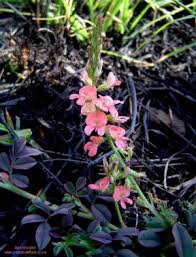 Image result for Indigofera spicata