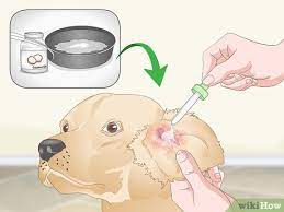 It is normal for yeast to be present in your dog's ear, but a yeast infection is an overgrowth of yeast that causes itching, scabs thanks for writing such an excellent guide how to treat yeast infection. 3 Ways To Treat Dog Ear Infections Naturally Wikihow Pet