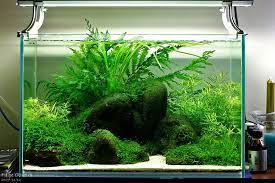 Get Excited And Make Something Nature Aquarium Aquarium Aquascape