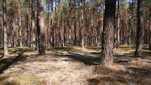 It covers an area of 46.13 square kilometres of forests. Park Narodowy Bory Tucholskie Podroze