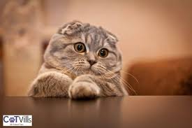 For some more vids of munchie check out my channel. What You Need To Know About Scottish Fold Munchkin Cat