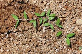 Image result for Urochloa umbellata