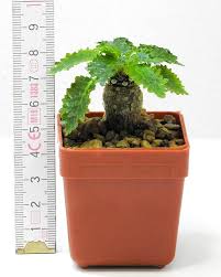 Image result for Dorstenia schliebenii