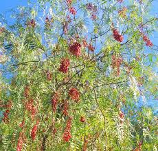 Image result for Schinus molle