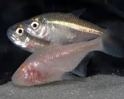 Image result for Tetracera masuiana