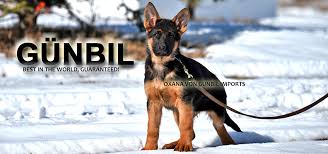 German shepherd puppies for sale denver. Gunbil German Shepherd Breeders In Bayer And Niedertrebra Germany