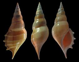 Image result for Scleria delicatula