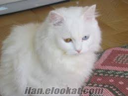 Babasi Iran Chinchilla Melezi Annesi Van Ankara Melezi