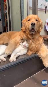 Best Friends Video Funny Animal Videos Cute Baby Animals Cute Animals