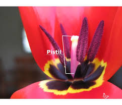 Located in the center of the flower, the pistil holds the ovules, or what will become. Journey North Citizen Scientists Studying Plants Climates And The Seasons
