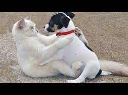 Kittens and puppies little kittens kittens cutest cute cats funny cats puppy pictures cat lady beautiful creatures cats of instagram. Funny Cats And Cute Puppies Playing Together Funny Dog And Cat Compilation Youtube