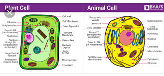 We did not find results for: E Structured Application Skill Type 1 Given Below Are The Sketches Of Two Types Of Cells A And B A Which One Of These Is A Plant Cell Give Reason In Support Of Your