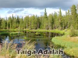Kali ini kita akan bahas salah satu jenis bioma yaitu hutan konifer alias taiga. Taiga Adalah Ciri Lokasi Manfaat Persebaran Bioma Taiga