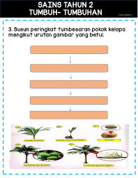 A) berikan satu contoh tumbuhan dihabitat air. Sains Tahun 2 Tumbuh Tumbuhan Worksheet