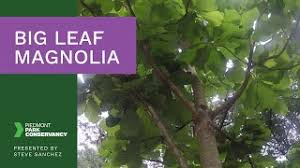 They bloom in a rainbow of colors, and magnolias belong to the family magnoliaceae. Big Leaf Magnolia Tree Tour Series Youtube