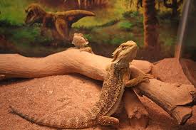 Getting To Know The Bearded Dragon And The Best Types Of Bearded Dragon Food For Their Age Bearded Dragon Food Bearded Dragon Bearded Dragon Diet