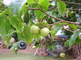It has vitamin c and b complex, potassium, phosphorous, calcium, and a little bit of iron. What Type Of Thai Tree Is This