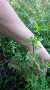 Image result for Dicliptera clinopodia