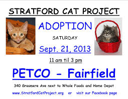 We did not find results for: Cat Kitten Adoption At Ffld Petco Fairfield Ct Patch