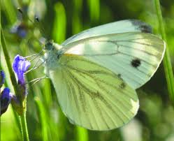 Image result for Pieris napi