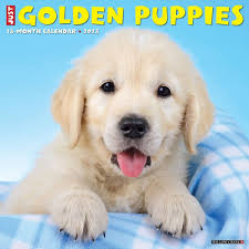 Golden Retriever Puppy Month Just Golden Retriever Puppies 2023 18 Month  Wall Calendar Willow