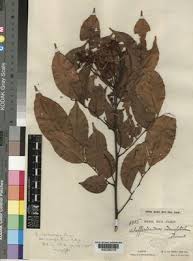 Image result for Conostomium gazense