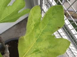 Fig mosaic virus is a disease on figs that appears as light yellow spots on both the leaves and fruit (picture at right). Fig Nutrient Deficiency Or Mosaic Virus