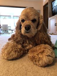 Beagle Cocker Spaniel Mix Black And White Such A Cutie Pie Just Wanna Kiss Her Rottweiler Puppies Cocker Spaniel Puppies American Cocker Spaniel