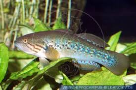 Purple-Striped Gudgeon