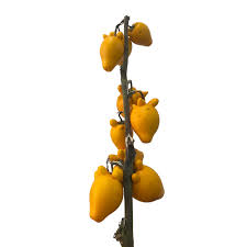 Image result for Solanum mammosum