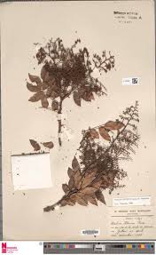 Image result for Antherotoma naudinii